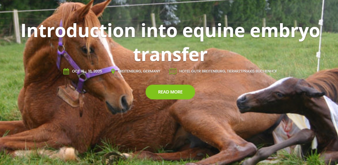 Equine Embryo Transfer